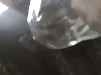 Bull Enema 2 GayBeast Rip - Man Fucks Animal