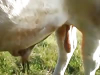 Bull Hanging Balls Touch Gay Beast Com - Bestiality Sex Movie With Man