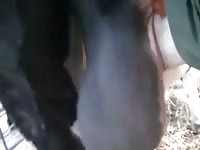 Bull Scrotum GayBeast.com - Zoophilia Men