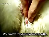 Bunny Dick And Pussy GayBeast - Beastiality Porn Movie With Man