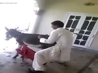 Burro GayBeast.com - Beastiality Dude