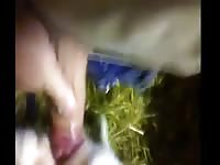 Cabrita Virgen Virgin Heifer Pussy Gay Beast Com - Zoophilia Porn Video With Dude