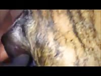 Cadela 5 Gay Beast Com - Zoophilia Dude