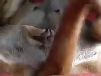 Cadela Dando Pro Seu Macho GayBeast - Zoophilia Men