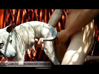 Cadela Safada Gay Beast Com - Beastiality Dude