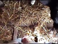 Calf Fun 1 GayBeast Rip - Animal Sex With Boy