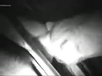 Calf Suck Cock At Night GayBeast - boy Fucks Pet