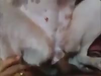 Cam And Bitch GayBeast - Beastiality Sex With Men