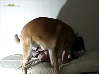 Carodenius Collection 1 Bondage 2 Man Tied Down And Pounded By A Dog_1080p