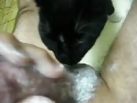 Cat Lick 1 Gay Beast Com - boy Fucks Pet