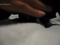 Cat Orgasm GayBeast - Beastiality Men