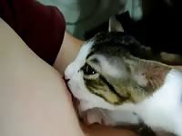 Cat Sucks Nipple GayBeast.com - Animal Boy