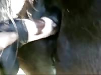 Chance Stallion Anal Gay Beast Com - Bestiality Porn Video With Men