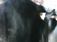 Chance Toy In Stallion GayBeast Rip - Dude Fucks Animal