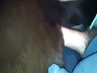 Chocolate Lab Anal With Pullout Gay Beast Com - Animal Sex Movie With Men