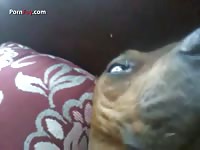Clip Dog Fuck 003