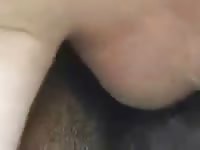 Close Up Mare Fuck GayBeast.com - Bestiality Boy