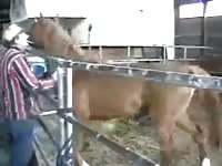 Cogido Por Caballo GayBeast Rip - Animal Man