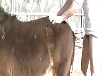 Comendo A Egua GayBeast Rip - Man Fucks Pet