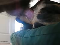 Comendo De Ladinho Gay Beast Com - Man Fucks Pet