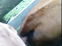 Comendo Teineira GayBeast.com - Zoophilia Porn Movie With Boy