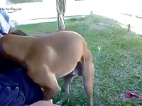 Como Satisfacer Un Perro Gay Beast Com - boy Fucks Pet