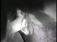 Covmen Gay Beast Com - Man Fucks Animal