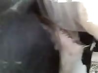 Cow Anal Gay Beast Com - Bestiality Porn With Men