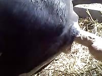 Cow Dild GayBeast.com - Man Fucks Pet