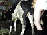 Cow Fick Film