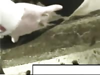 Cow Fuck 12 GayBeast.com - Dude Fucks Pet