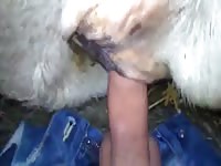 Cow Fuck GayBeast.com - Bestiality Men