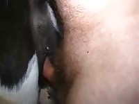 Cow Fucking 1 Gay Beast Com - boy Fucks Pet