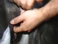 Cow GayBeast - Animal Sex Tube With Man