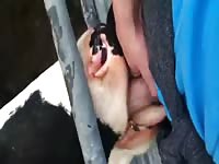Cow Gives Head GayBeast.com - Beastiality Porn Video With Man