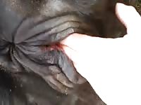 Cow Pee 7 Fist GayBeast Rip - Bestiality Men