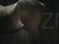 Cow Poke Stallion Fuck Gay Beast Com - Zoophilia Dude
