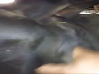 Cow Pussy2 GayBeast - Zoophilia Man- Bestiality Sex Movie With Boy