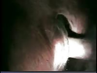 Cow Sex Vaginal And Anal GayBeast Rip - boy Fucks Pet