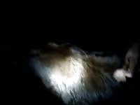 Cow Special GayBeast.com - Animal Sex Tube With Men