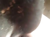 Cow2 GayBeast - Man Fucks Animal