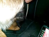 Coyote Anal Finger GayBeast - boy Fucks Animal