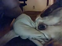 Creampie 1 GayBeast - Zoophilia Sex Tube With Boy