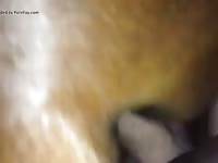 Creampie Mare 2 GayBeast - Zoophilia Man