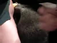 Cum On Mare 1 Gay Beast Com - Zoophilia Porn Tube With Men
