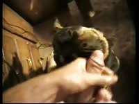 Cumming On The Dog Gay Zoo Porn Petlust- Man Fucks Pet