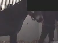 Cute Guy Fucked By Stallion GayBeast - Animal Boy