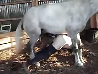Horse