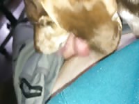 Dashound licks my dick 