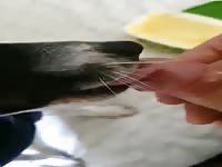Dick for doggy